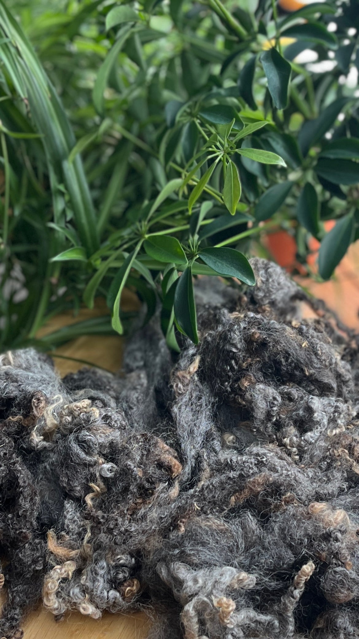 Bluefaced Leicester Hand Washed