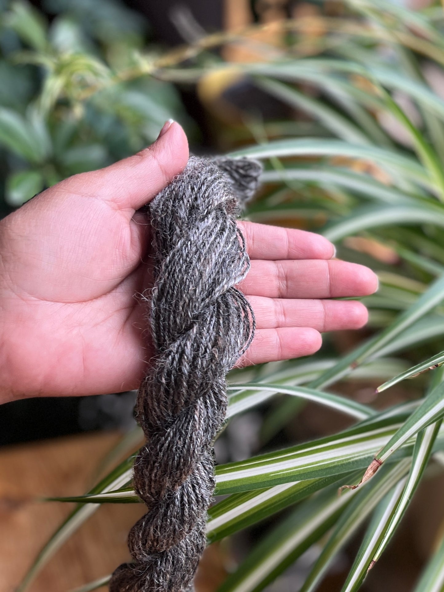 Cotswold non lavé x