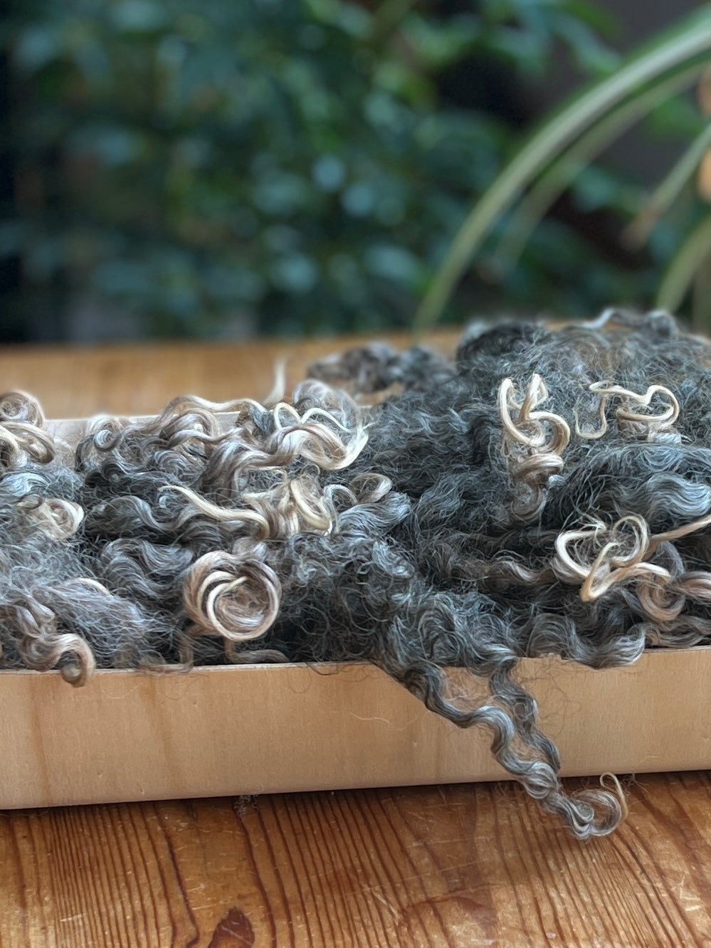 Cotswold non lavé x