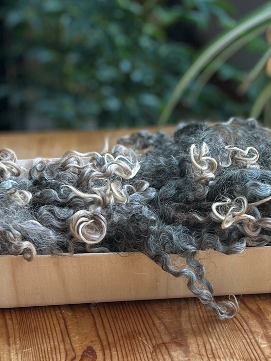 Cotswold non lavé x