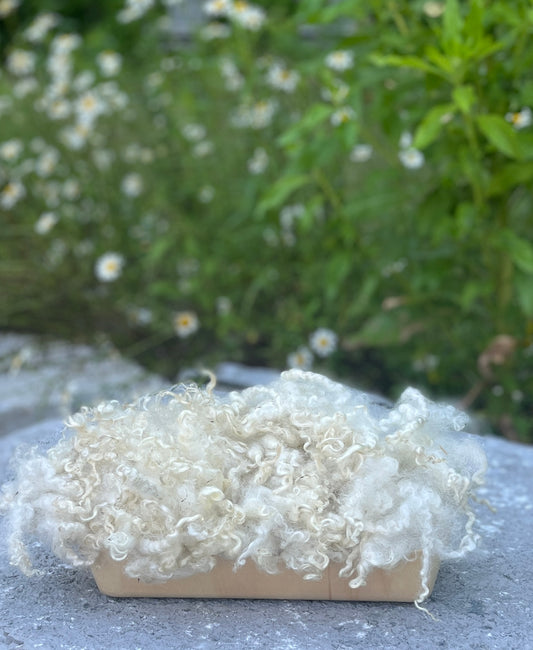 Border Leicester Lavé